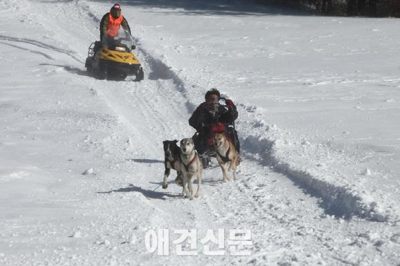 대한독스포츠연맹, 2015 한국 개썰매 선수권대회 개최