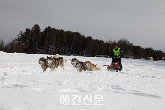 대한독스포츠연맹, 2015 한국 개썰매 선수권대회 개최