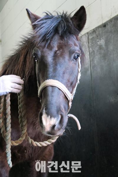 동물사랑실천협회, 학대받던 경주 꽃마차 말 구조 '마사회에서 치료와 임시보호'