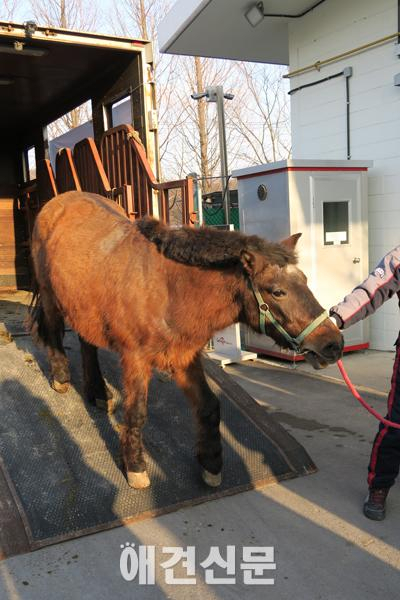 동물사랑실천협회, 학대받던 경주 꽃마차 말 구조 '마사회에서 치료와 임시보호'