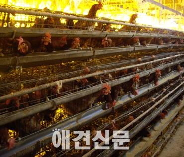 공장식 축산 환경의 실태를 알리는 기자회견 예정..