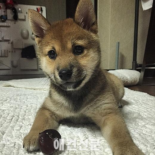 강아지 사진으로 한가득, 정유미의 '개스타그램'