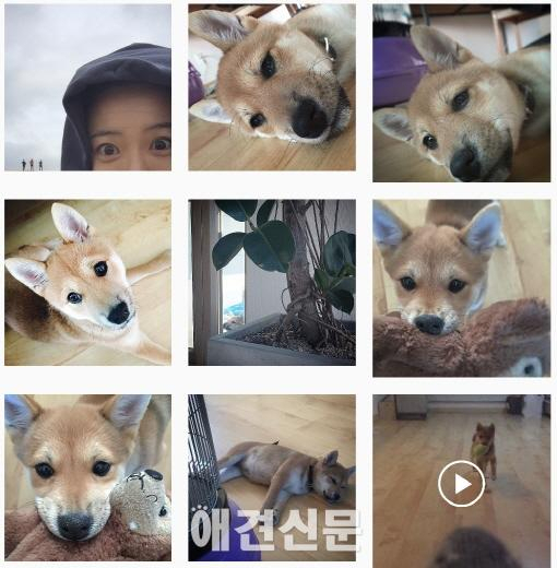 강아지 사진으로 한가득, 정유미의 '개스타그램'