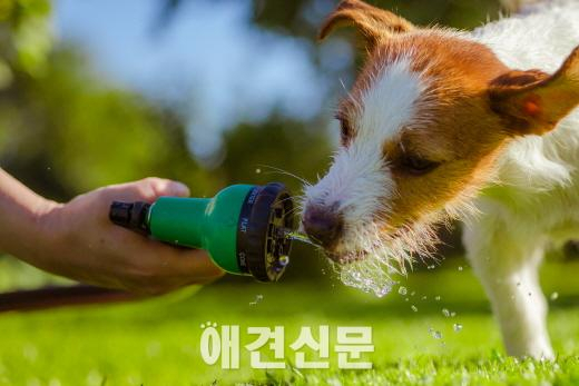 여름철, 자동차 속 개들이 위험해