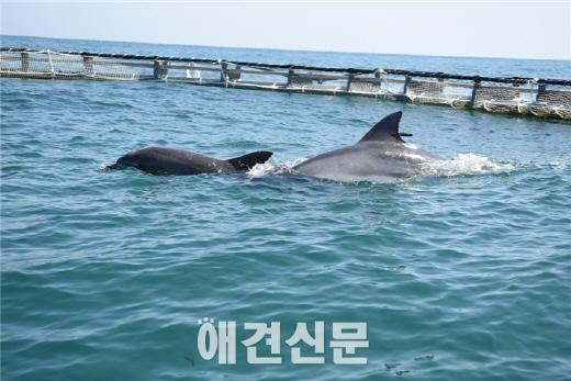 자연으로 돌아간 태산이와 복순이, 이제 바다에서 행복하렴