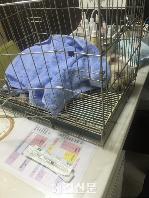 포대자루에 담겨 생매장 당한 강아지 극적 구조