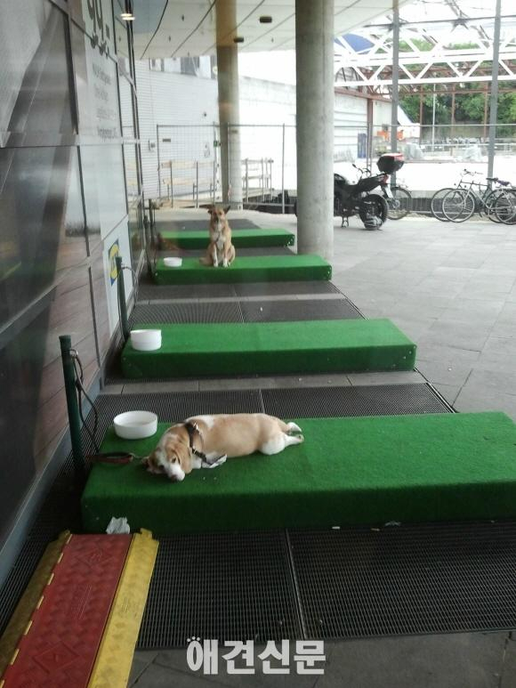 애견주차장(?)을 아시나요. 독일 IKEA의 애견을 위한 배려시설 인기