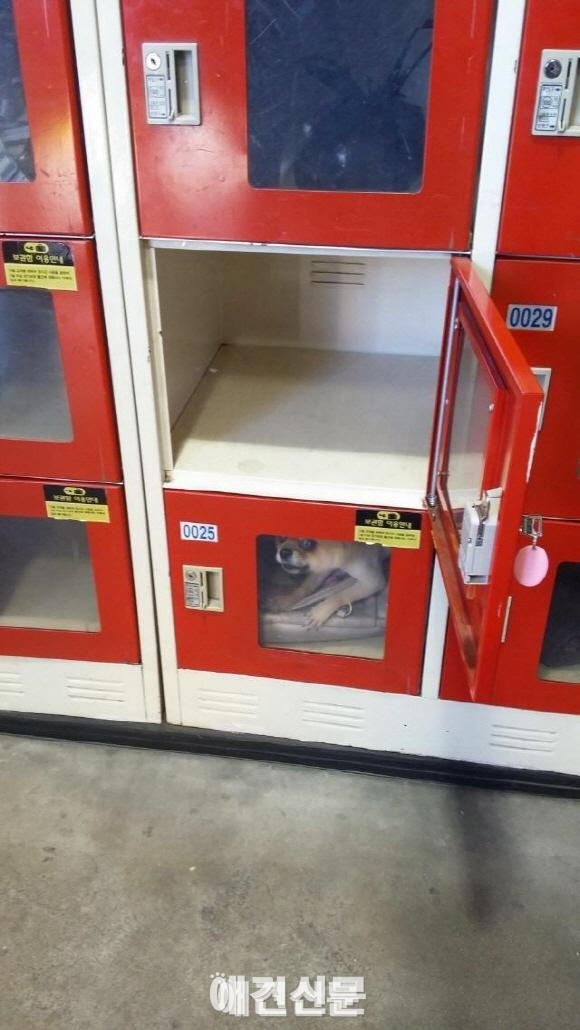 애견주차장(?)을 아시나요. 독일 IKEA의 애견을 위한 배려시설 인기