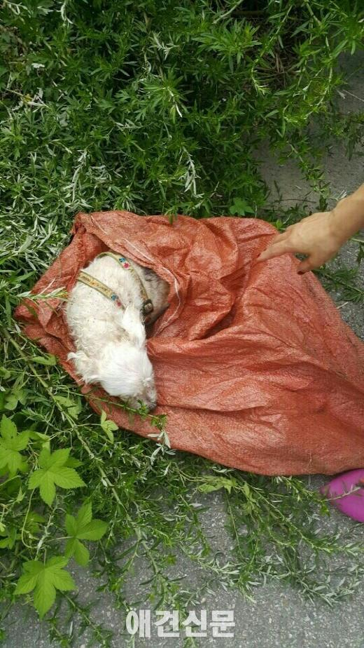 포대자루에 담겨 생매장 당한 강아지 극적 구조