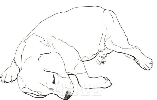 생매장 강아지 범인은 119소방대원, '죽은 줄 알고 묻어줘'