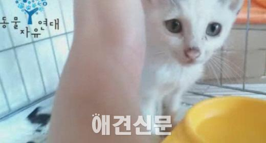 고양시 동물보호센터 구조 고양이, 구더기에 들끓다 죽어..