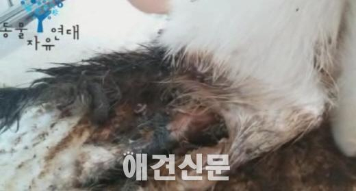 고양시 동물보호센터 구조 고양이, 구더기에 들끓다 죽어..