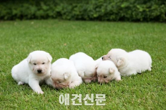 박근혜 대통령, 청와대 강아지들 이름 공개 '평화, 통일, 금강, 한라, 백두'