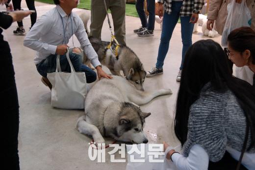 제3회 부산국제반려동물산업 박람회(BICAS2015) 이모저모