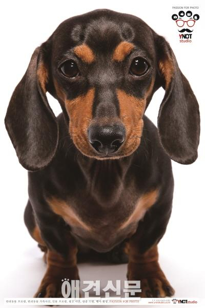 힐스펫뉴트리션 코리아, '2015케이펫페어'서 다양한 프로그램 진행