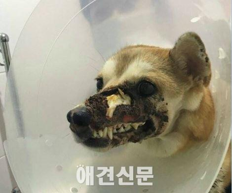 애견훈련소 학대 의혹의 진실게임