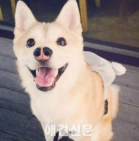 애견훈련소 학대 의혹의 진실게임