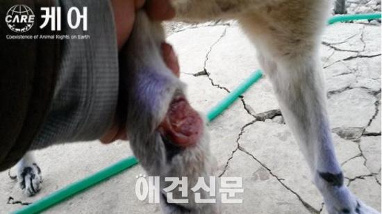 이 사람은 개를 유괴했고, 차량에 매단 채 달렸다