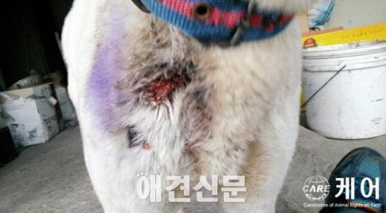 이 사람은 개를 유괴했고, 차량에 매단 채 달렸다