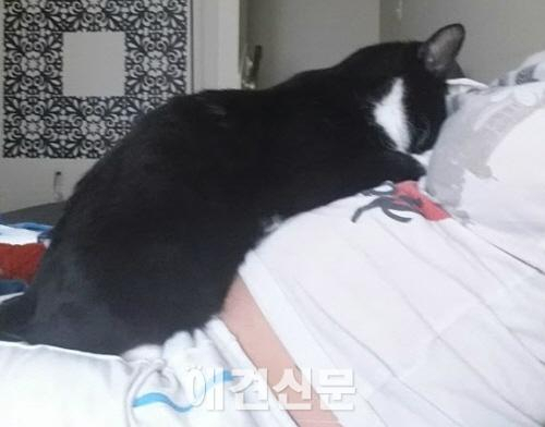 동생 지키는 '고양이 판다'