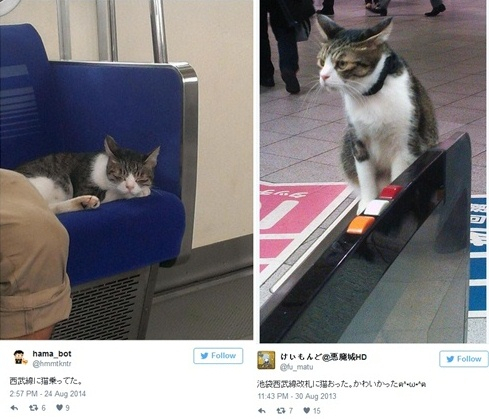 세상에서 가장 귀여운 지하철 탑승객