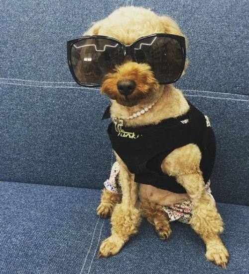 공민지, 반려견 더기와 행복한 일상...마이 프린세스 베이비