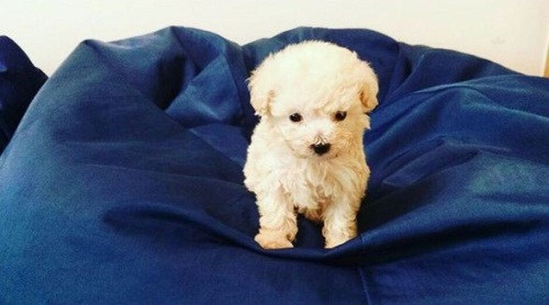 B1A4 바로, 새로운 가족 '율무' 공개