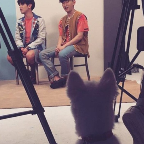 크러쉬 반려견 두유, 치명적인 사랑스러움