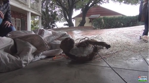 길 위의 강아지 '에덴' 구조되던 날