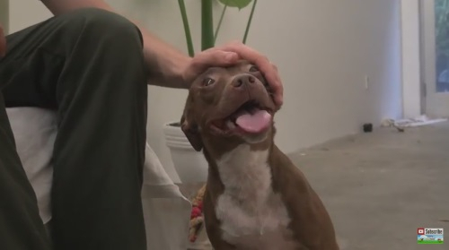 길 위의 강아지 '에덴' 구조되던 날