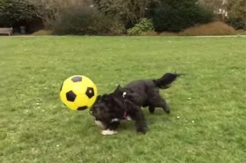 견공계의 호날두, '축구 천재견' 알피