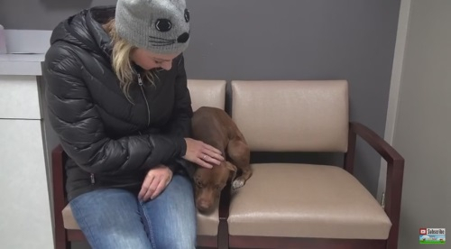 길 위의 강아지 '에덴' 구조되던 날