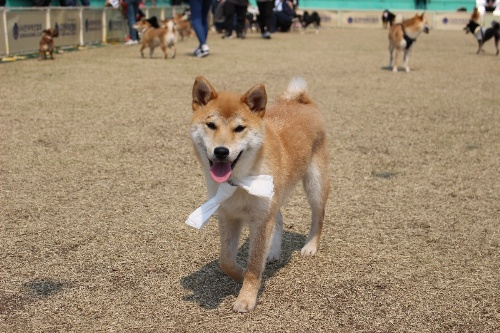 최이환 시바나라 대표에게 들어보는 시바견 이야기
