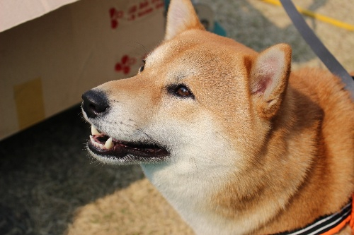 최이환 시바나라 대표에게 들어보는 시바견 이야기