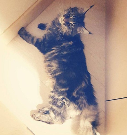 서유리, 반려묘 해쮸 일상 공개 발톱 깎임 당하고 있는