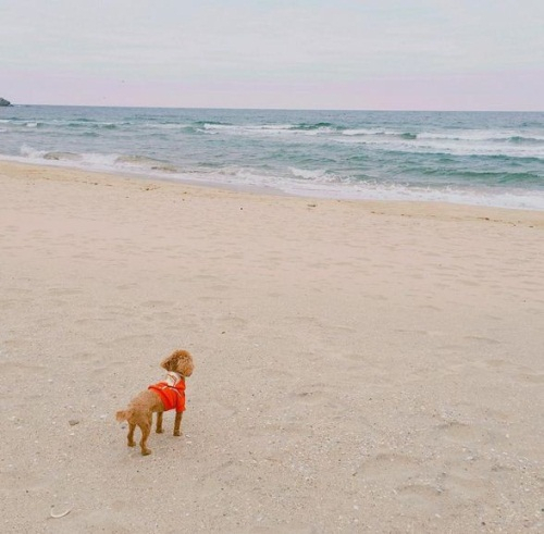 인피니트 이성열 반려견 아가...'사랑스러운 일상'