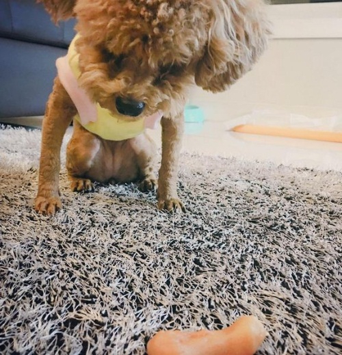 인피니트 이성열 반려견 아가...'사랑스러운 일상'