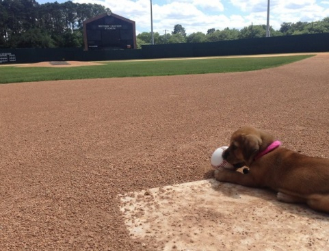 야구 팀의 일원이 된 강아지