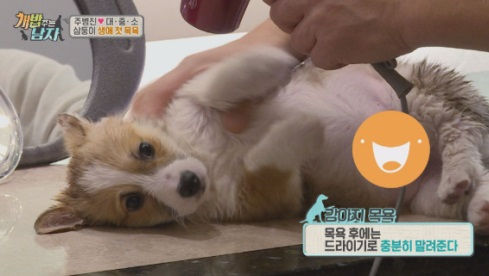'개 밥 주는 남자', 반려견 목욕시 주의사항