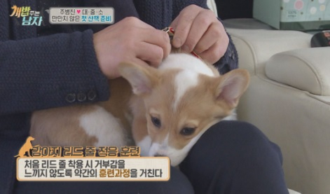 반려견 외출 준비 TIP