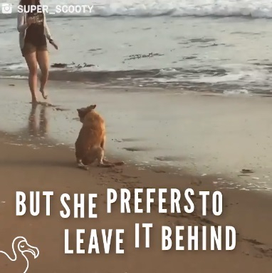 휠체어보다 두다리로 걷는 것을 더 좋아하는 스코티