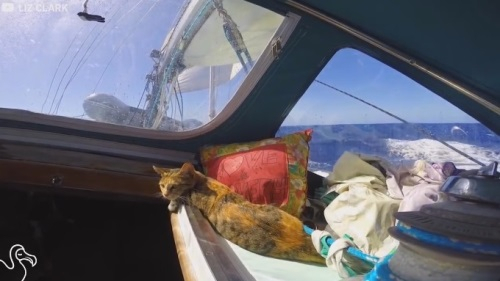 주인과 함께 바다를 항해하는 고양이