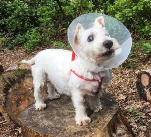 안락사 목록에 있던 개, 새 삶을 찾다