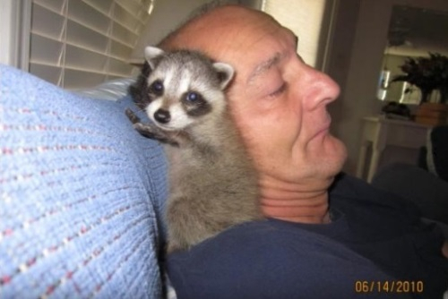 생명의 은인을 떠나지 않는 너구리