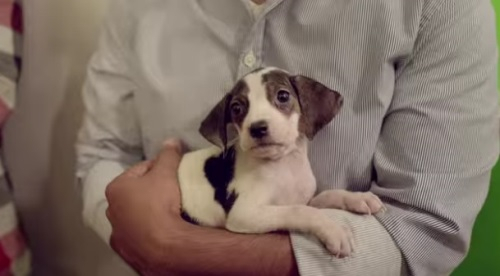 사무실을 급습한 개들