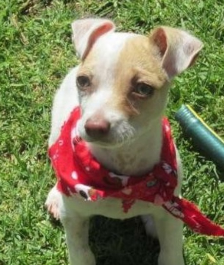 마약에 중독된 강아지, 새 삶을 찾다