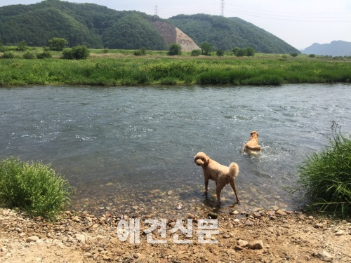 블로거 개난리의 난리나는 애견캠핑Part2. 봄!