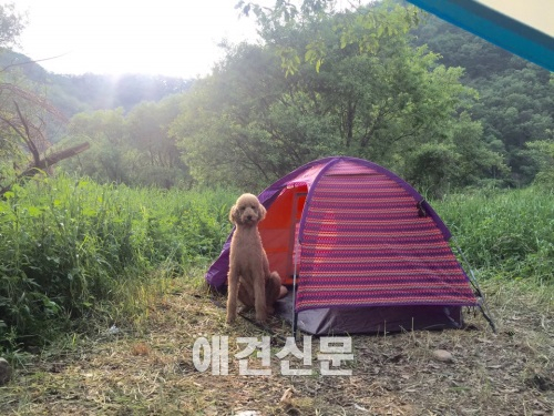 블로거 개난리의 난리나는 애견캠핑Part2. 봄!