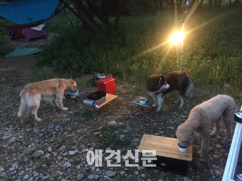 블로거 개난리의 난리나는 애견캠핑Part2. 봄!