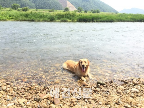 블로거 개난리의 난리나는 애견캠핑Part2. 봄!